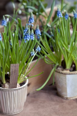 İlk Blue Springs çiçekler (Muscari) bir tencerede