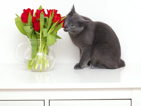 Šedá kočka jíst červené tulipány — Stock fotografie
