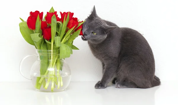 Šedá kočka jíst červené tulipány — Stock fotografie