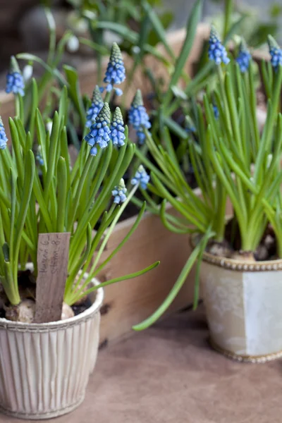 First Blue Springs flowers (Muscari) in a pot — Stock Photo, Image