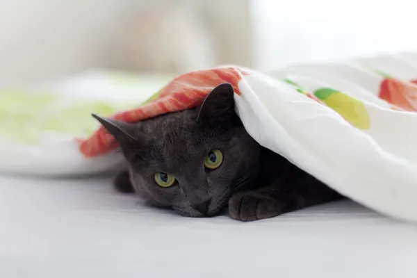 Γκρίζα γάτα ψάχνει κάτω από το κάλυμμα — Φωτογραφία Αρχείου