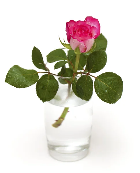 Rosa rosa em um copo — Fotografia de Stock