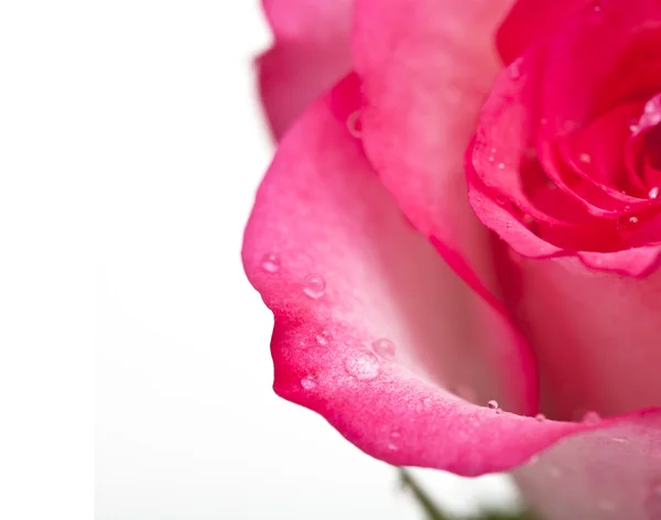 ピンクのバラのクローズアップ — ストック写真