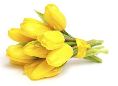 Tied yellow tulips clipart