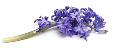 Hyacinth clipart