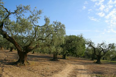 zeytin ağaçları