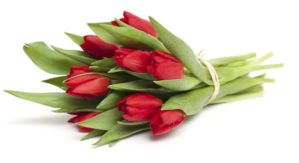 Kötve, vörös Tulipánokkal — Stock Fotó