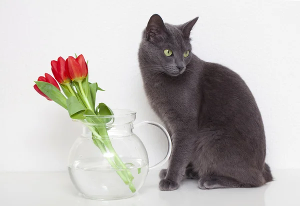 Šedá kočka a tulipány — Stock fotografie