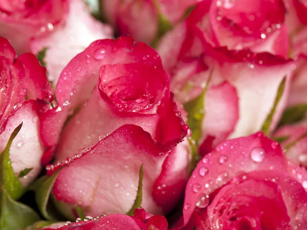 Rose rosa con sfondo gocce — Foto Stock