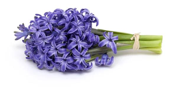 Bos van hyacint — Stockfoto