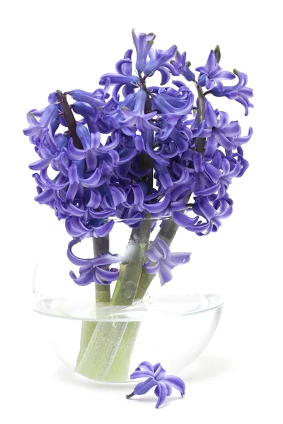风信子花瓶里的鲜花 — 图库照片