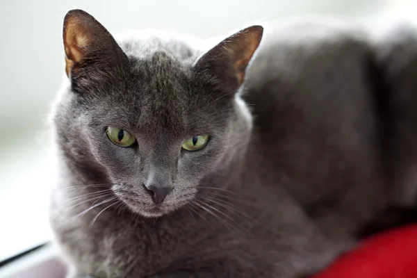 Gato gris de cerca — Foto de Stock