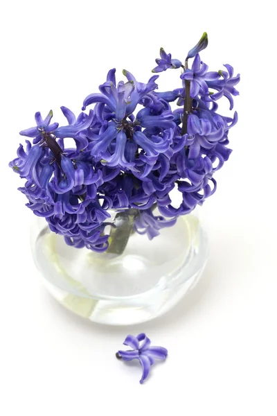 Hyacint květiny ve váze, izolované na bílém — Stock fotografie