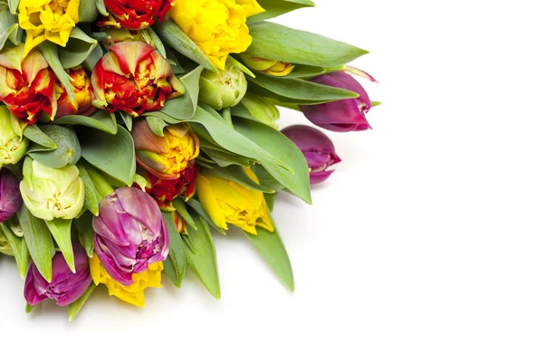Barevné tulipány — Stock fotografie