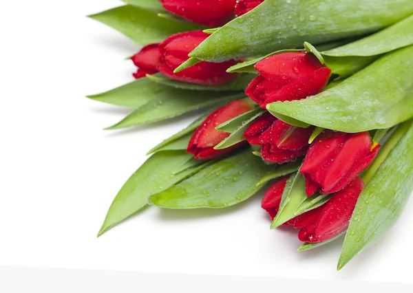 Vörös tulipán cseppek — Stock Fotó