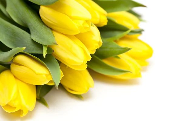 Жовті тюльпани лежать на білому тлі — стокове фото