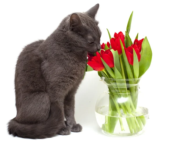 Cat smelling red tulips in vase — Stock Photo, Image