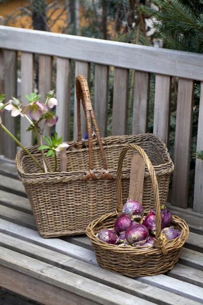 Bombillas de jacinto en una canasta en un banco — Foto de Stock