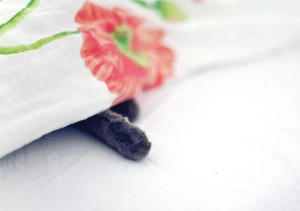 Кошачьи лапки под одеялом — стоковое фото