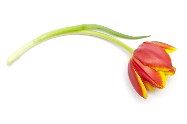 Één tulip flower geïsoleerd op witte achtergrond — Stockfoto