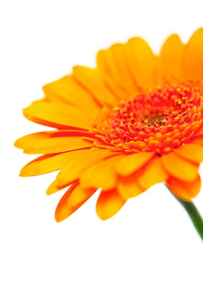 Orange gerber flower — Stock Photo, Image