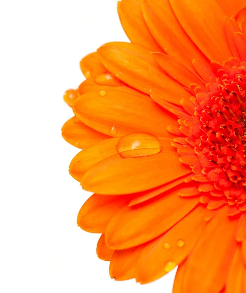 stock image Orange gerber flower with water drops