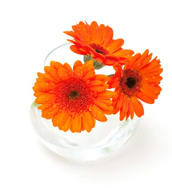 Drie gerbara bloemen met waterdruppels — Stockfoto