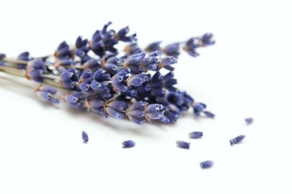 Lavendelstrauß isoliert auf weiß — Stockfoto
