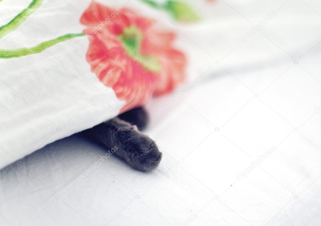 Cat feet under the blanket