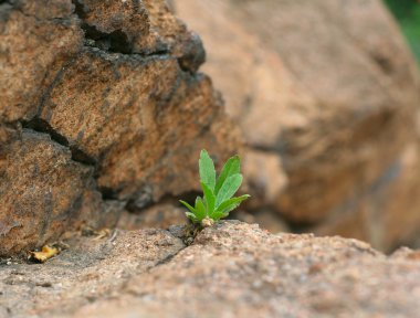 Plant growing on rock clipart