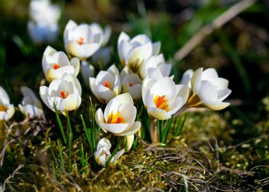 Baharın başlarında Crocus Çiçeği