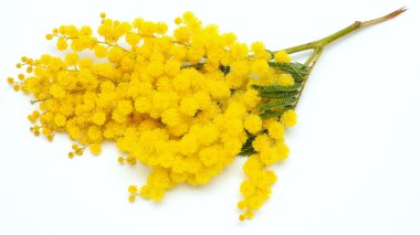 Mimosa isolated on white background clipart