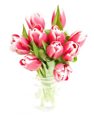 Pink tulips clipart