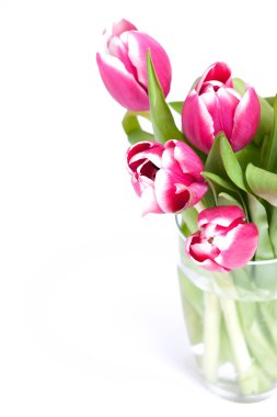 Pink tulips and empty space clipart