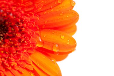 su damlaları ve senin t için boş alan ile portakal gerber çiçek