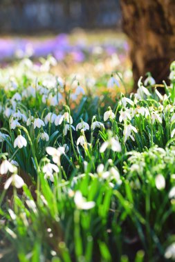 Snowdrops clipart