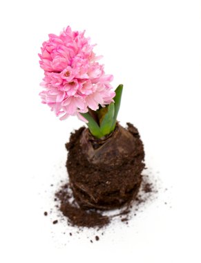 Growing pink hycinth with roots clipart