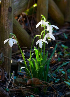 Snowdrops next to the wooden fence clipart