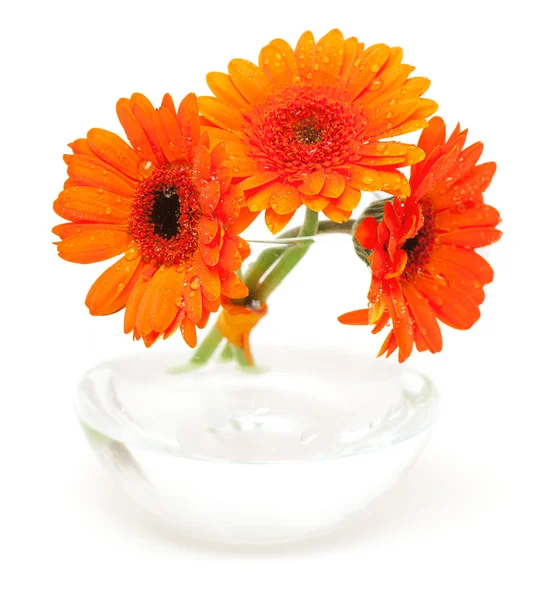 Trzy gerbara kwiaty z kropli wody — Zdjęcie stockowe