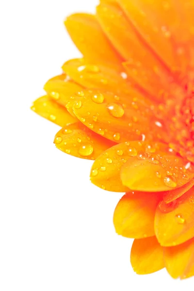 Květina oranžová Gerbera kapkami vody — Stock fotografie