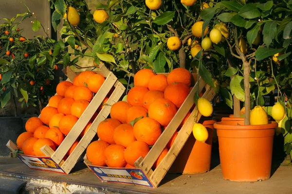 Sinaasappelen op verkopen punt in tascany — Stockfoto