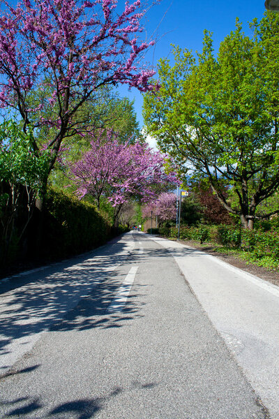 Bicycle road in spring