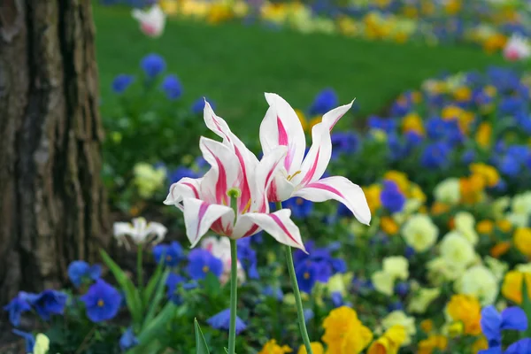 Güzel bir çiçek bahçesinde iki Lale — Stok fotoğraf