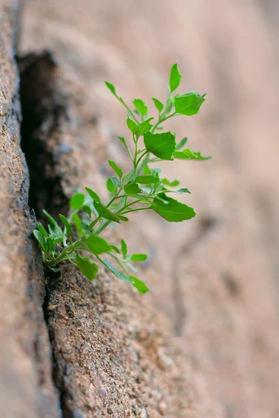 stock image Plant growing on rock