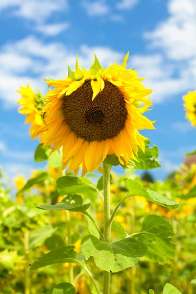Beautiful sunflower in the field — Stock Photo, Image