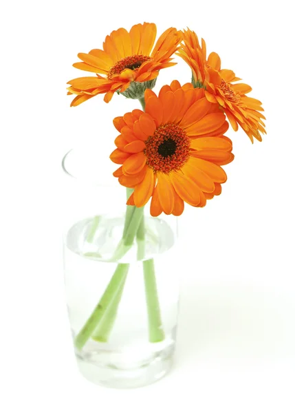 Trzy kwiaty gerbara w szklance — Zdjęcie stockowe