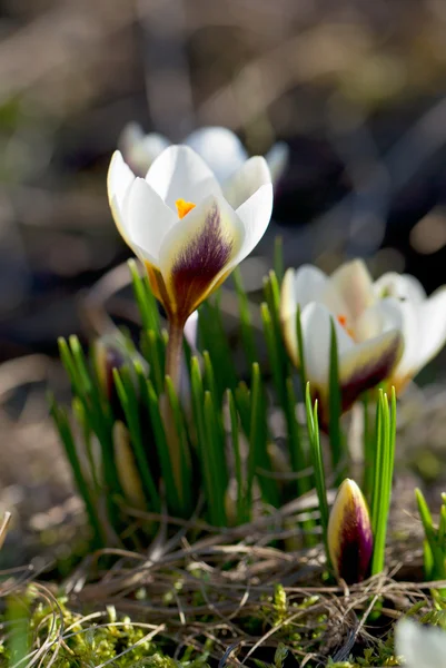 Krokusblüte im zeitigen Frühling — Stockfoto