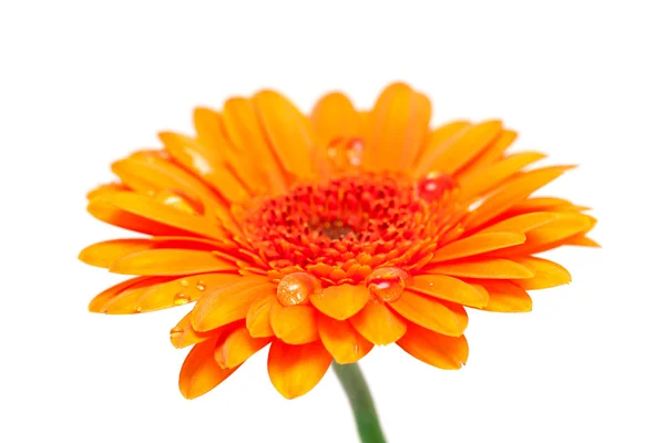橙色格柏花卉与水滴 — 图库照片