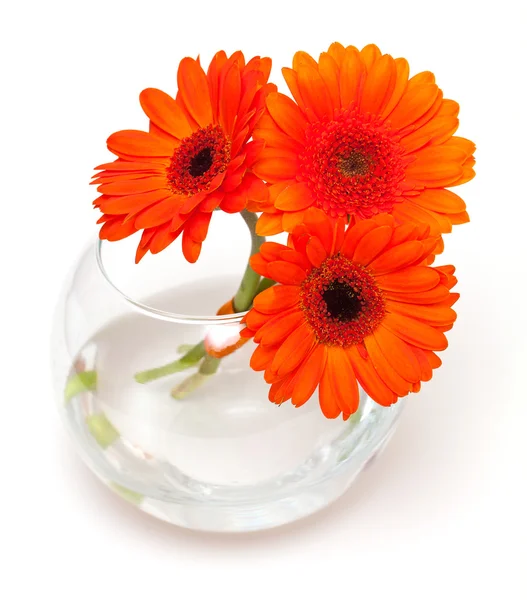 Drie gerbara bloemen in een glasvaas — Stockfoto