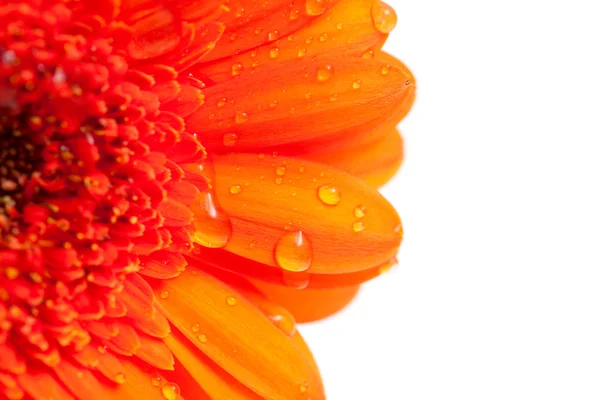 Orange gerber flower with water drops and empty space for your t — Stock Photo, Image